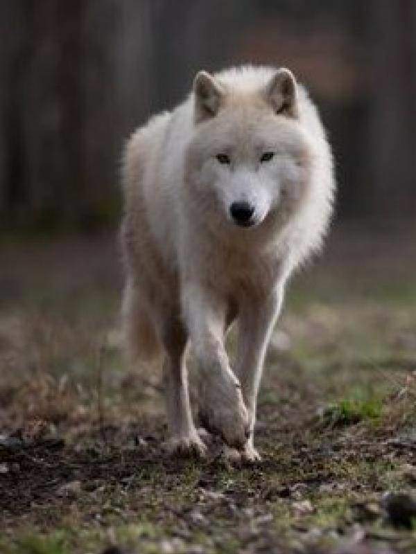 han_02 Han, musique de Michel Duprez pour Rabada